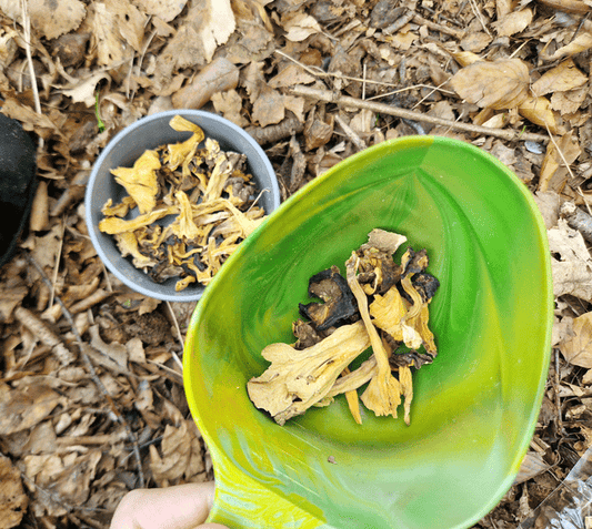 torkad Rödgul Trumpetsvamp