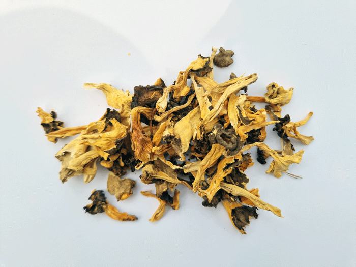 torkad Rödgul Trumpetsvamp