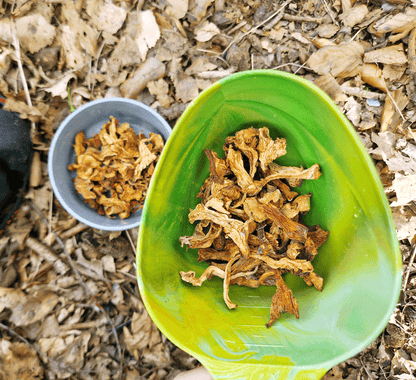 Kantarell, Torkad Svamp